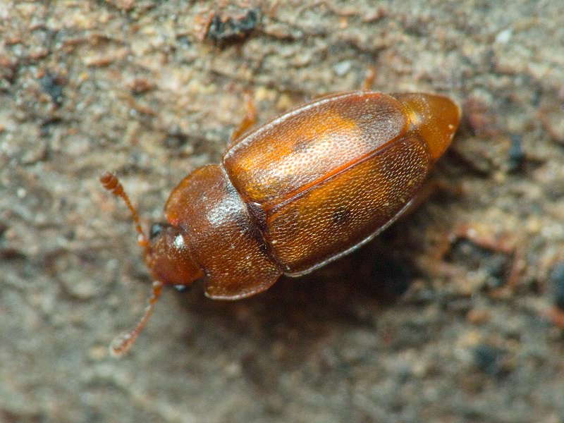 Epuraea variegata (Herbst, 1793)